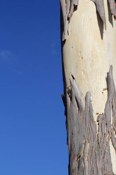 Peeling bark on a Eucalyptus tree trunk against a clear blue sky abstract textured background