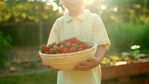 Cute Boy Holding Fresh Strawberries in Bowl. Little Child with Organic Berries Standing on Grassy Field in Backyard During Sunny Day.