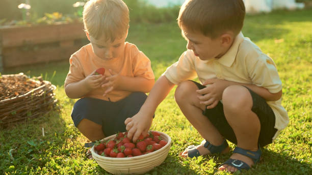 istock Cute Brothers with Strawberry Bowl in Grassy Yard 2185849976