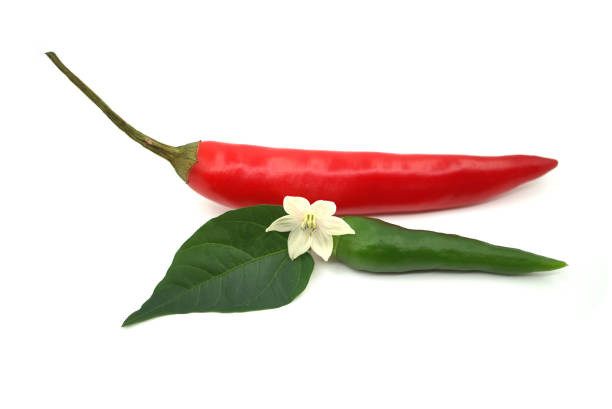 istock Red and green chili peppers with a white flower on white 2185850245