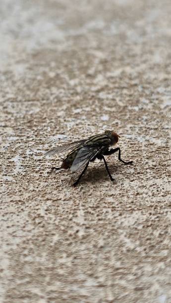 istock Close up photo of a fly. 2185852290