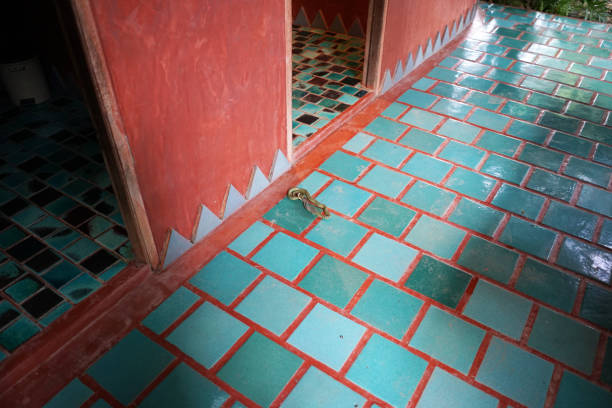 Wild animal on marble floor