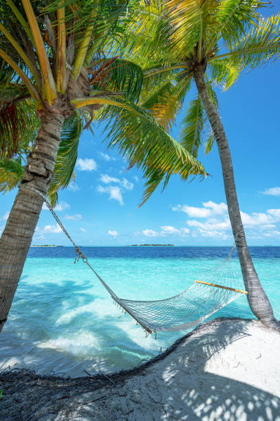 Hammock hanging between two palm trees on the tropical paradise beach