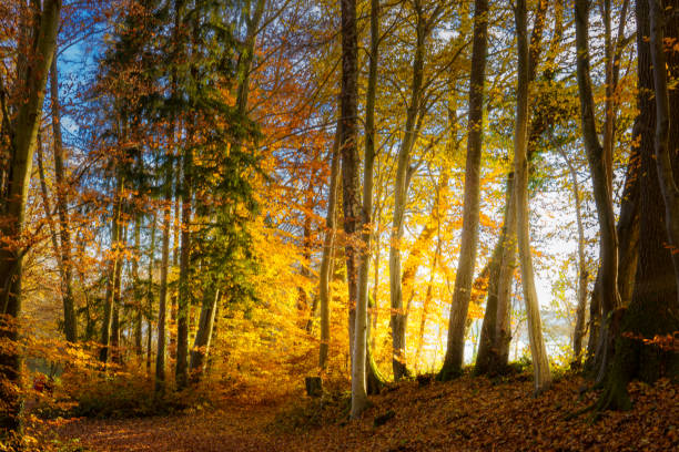 istock Walk in the German forest in autumn 2185854695