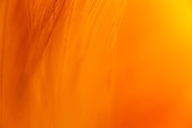 istock Blurred orange macro feather background,Bird and chickens feather texture for background Abstract,blur style and soft color of art design. 2185855400