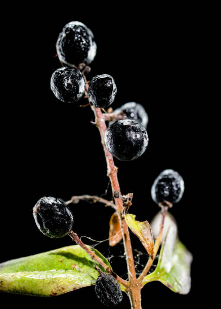 Ripe blackberries fresh fruit with macro closeup view of food.