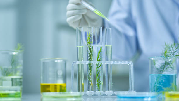 istock Photo template about Melaleuca experiment in modern laboratory 2185858913