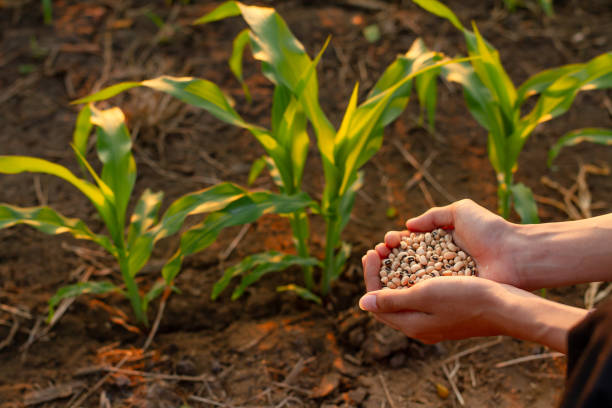 istock Seed Saving and Sustainable Farming 2185858916