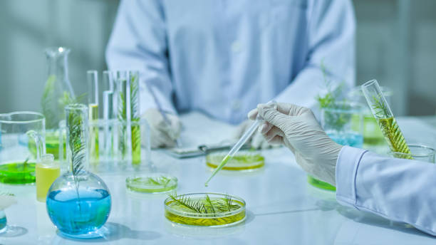 istock Photo template about Melaleuca experiment in modern laboratory 2185859017