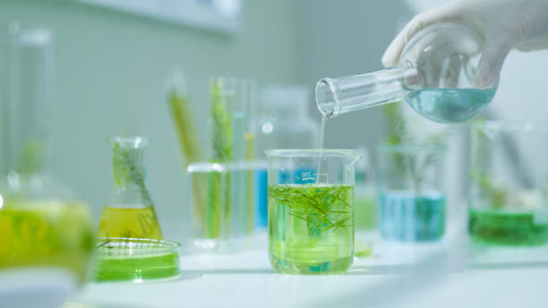 istock Photo template about Melaleuca experiment in modern laboratory 2185859074