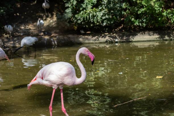 istock Pink flamingo in a pond with lush greenery 2185860707