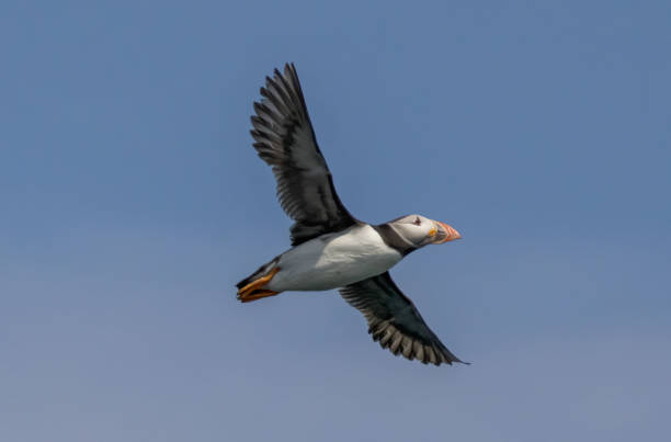 istock Atlantic Puffin on breeding rocks of Bempton cliffs, UK 2185866029