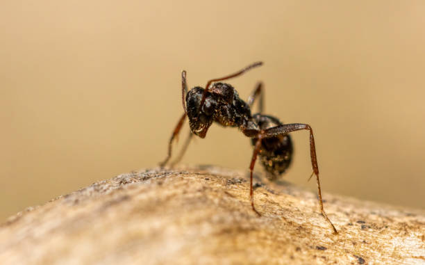 istock Big black ant macro photography 2185866193