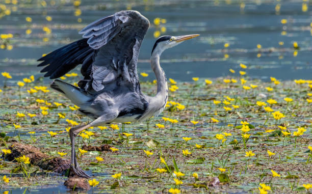 istock Grey Heron (Ardea cinerea) in natural habitat 2185867520
