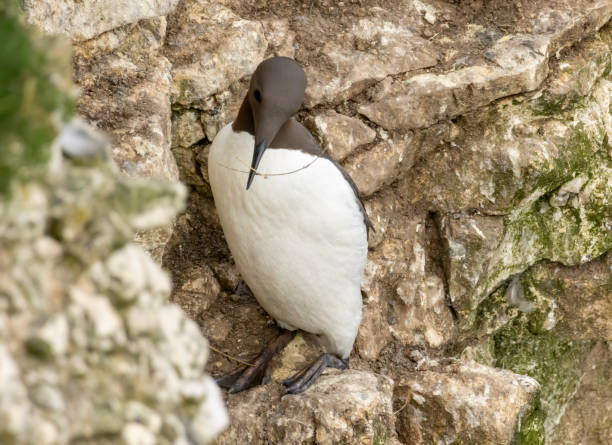 istock Guillemot on the cliffs in RSPB Bempton Cliffs reserve 2185867577