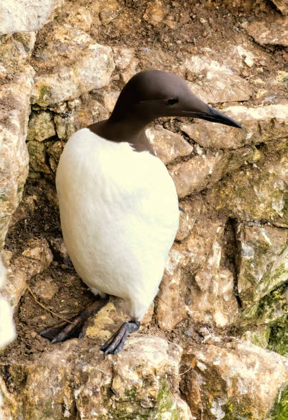 istock Guillemot on the cliffs in RSPB Bempton Cliffs reserve 2185867591