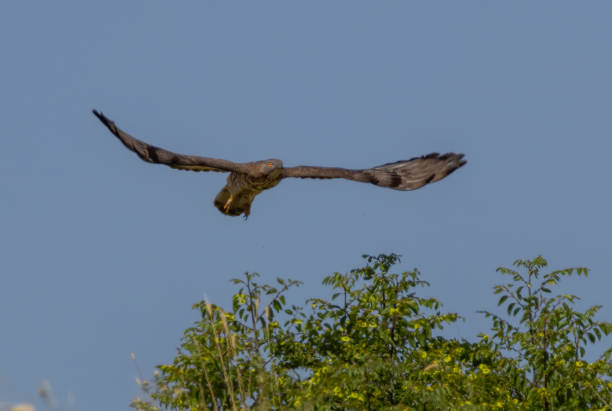 istock Honey-buzzard (Pernis apivorus) in natural habitat 2185867608
