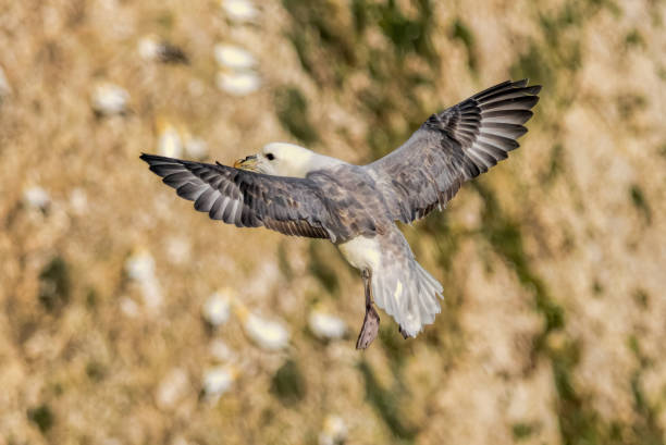 istock Northern Fulmar on breeding rocks of Bempton cliffs, UK 2185867816