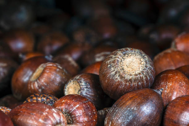 Dried oak acorns close-up shot