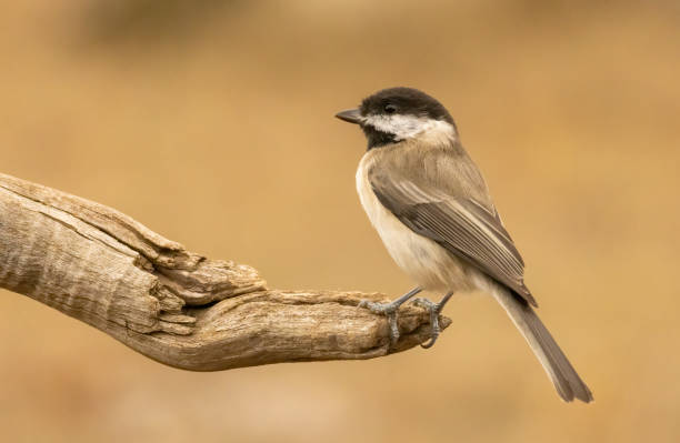 istock Sombre Tit (Parus lugubris) in to the forest 2185868142