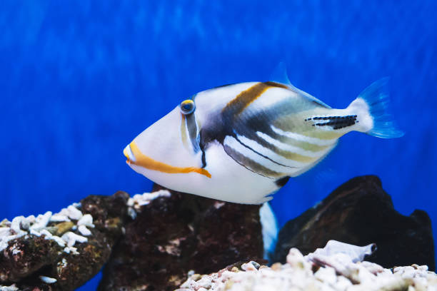 istock The so-called Picasso fish, also known as the lagoon triggerfish in the aquarium 2185868253