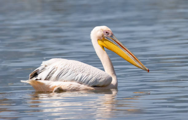 istock White Pelican of Kerkini Lake 2185868342