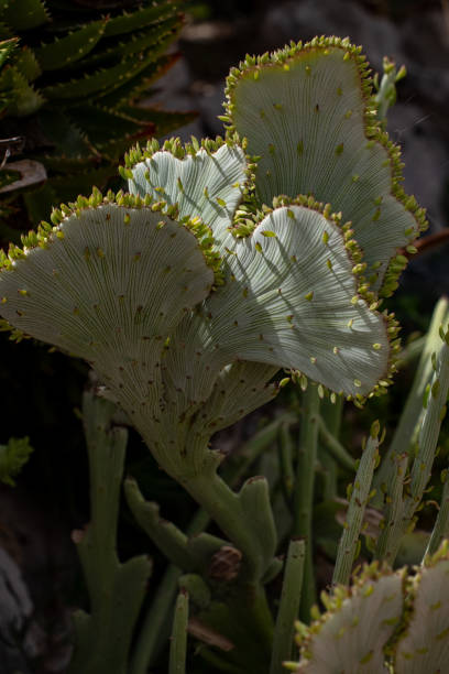 istock Senecio anteuphorbium f. cristata 2185869431