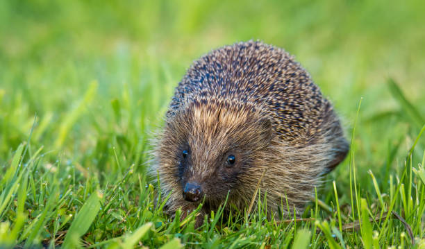 istock Hedgehog foraging for food in green grass 2185869839
