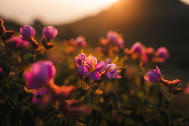 Pink flowers on the mountain with morning light,Flowers in nature