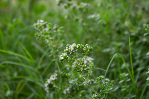 istock white oregano flower in the garden 2185870926