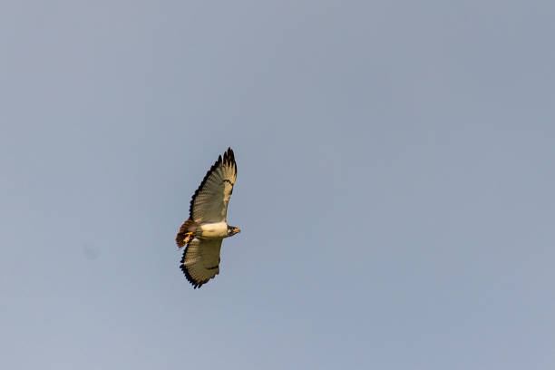 istock Augur Buzzard in Lake Nakuru 2185873841