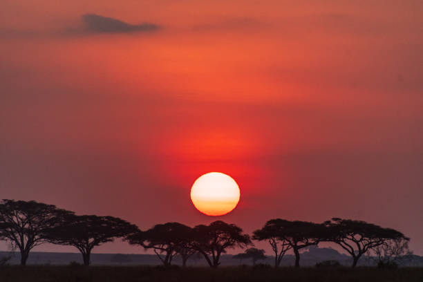 istock Sunrise in the Serengeti 2185873877