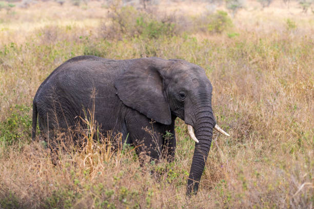 istock African elephant in the Serengeti 2185873917