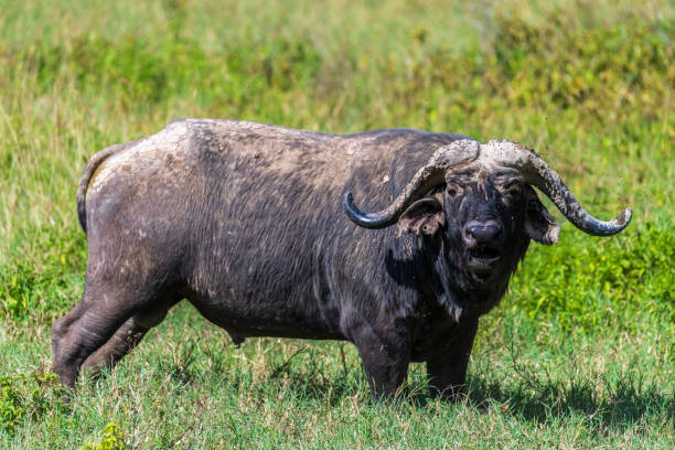 istock Buffalos in Lake Nakuru National park 2185873933