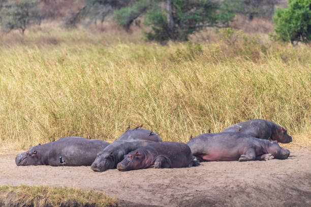 istock Hippos resting ashore in the Serengeti 2185873964