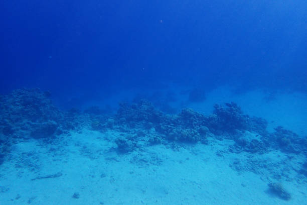 The clear Andaman sea underwater in Thailand.