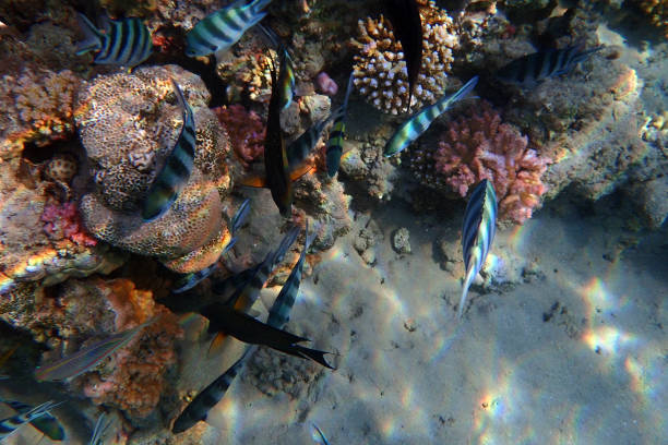 color marine life in the Red Sea Egypt