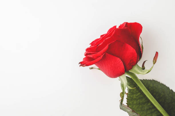 istock A single red rose with vibrant green leaves placed on a white background. Symbolizing love and elegance, this minimal composition captures the essence of simplicity and romance 2185877224