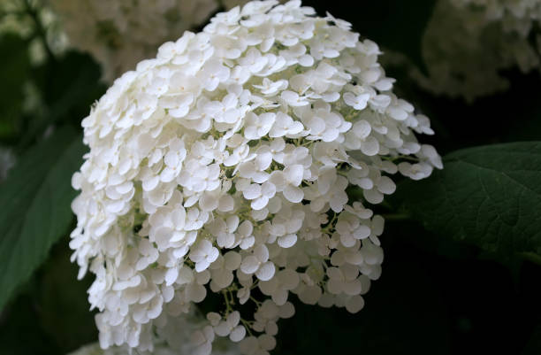 istock Close-up view of a large snow-white hydrangea (hortensia) flower 2185877417