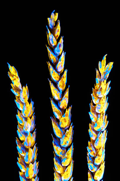 Plant with neon glow on a black background. abstract background.