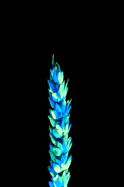 Plant with neon glow on a black background. abstract background.