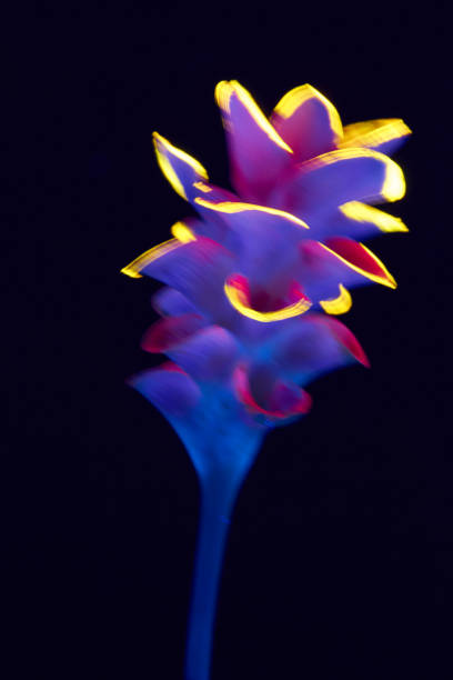 istock Plant with neon glow on a black background. 2185880187