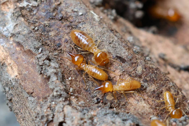 istock Termites are small insects that live in underground nests and termite mounds. Termites can consume wooden structures of a house and other parts such as wooden floors, windows, doors, and furniture. 2185880652