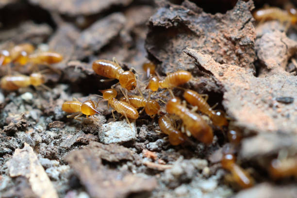 istock Termites are small insects that live in underground nests and termite mounds. Termites can consume wooden structures of a house and other parts such as wooden floors, windows, doors, and furniture. 2185880653