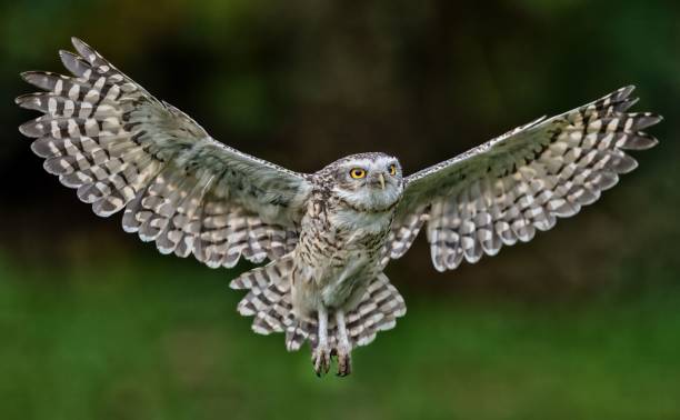 istock Majestic owl in mid-flight with outstretched wings. 2185881170