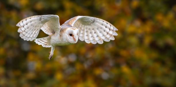 istock Barn owl in flight against autumn backdrop. 2185881190