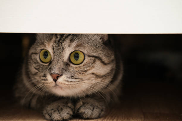 istock British cat under the bed. Cat is hiding and playing. Banner. 2185884010