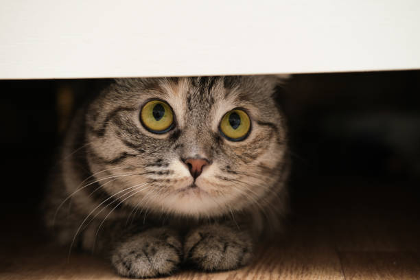 istock British cat under the bed. Cat is hiding and playing. Banner. 2185884192