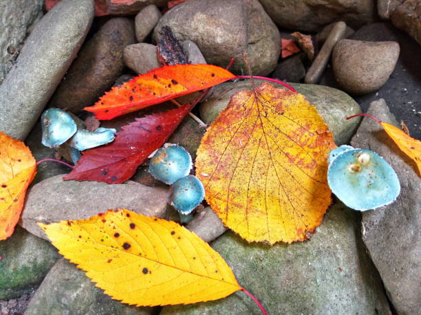 Vibrant blue mushrooms among autumn leaves