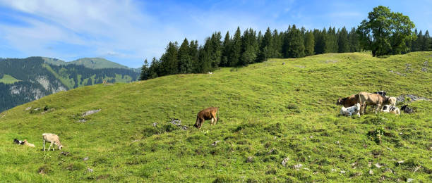 istock Summer in the mountains of Austria 2185885726